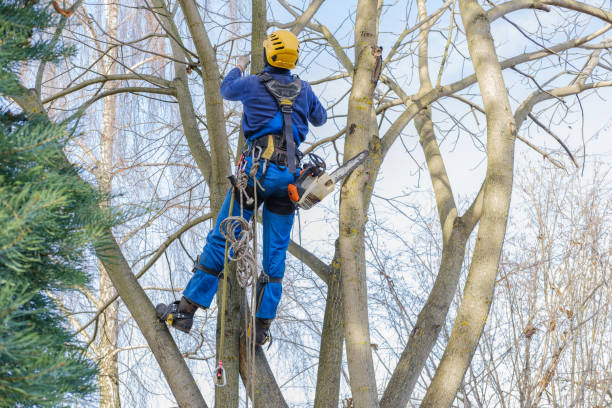 Best Tree Trimming and Pruning  in Mechanicsville, VA