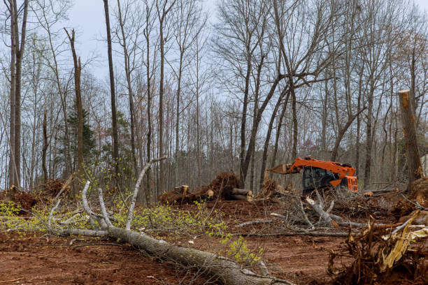 How Our Tree Care Process Works  in  Mechanicsville, VA