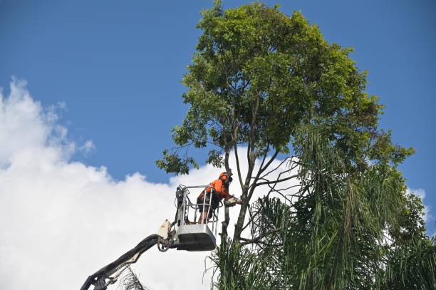 Trusted Mechanicsville, VA Tree Care Experts